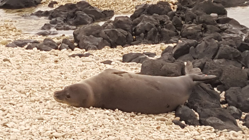 Kaena Point Monk Seal