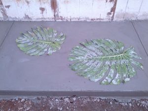 Monstera in the cement