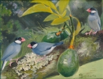 Java Sparrows in an Avocado Tree