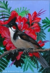 Red Whiskered Bulbul in a Poinciana Tree