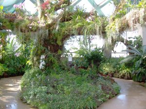 Denver Botanical Garden's Tree of Orchids and Epiphytes