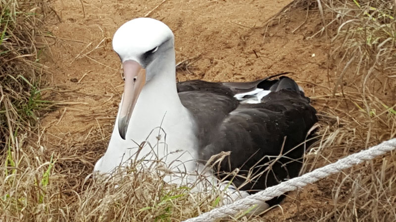 The smoky eyes of the beautiful albatross
