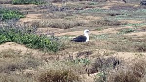 Laysan Albatross nesting